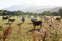 A Mandria di Murtoli